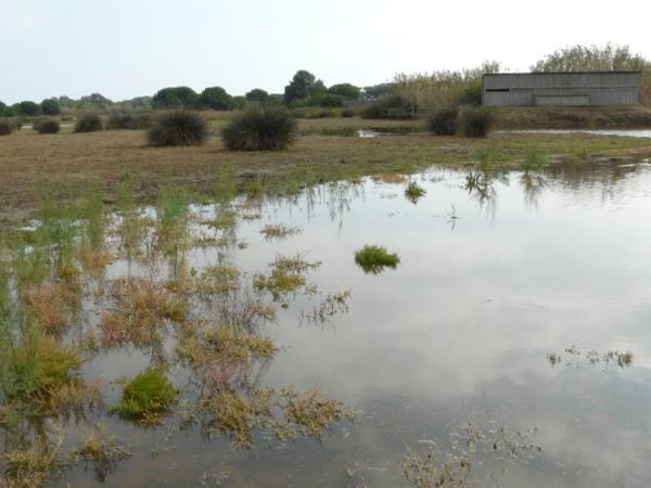 DIA MUNDIAL DE LES ZONES HUMIDES A L’ESPAI NATURAL DEL REMOLAR - FILIPINES