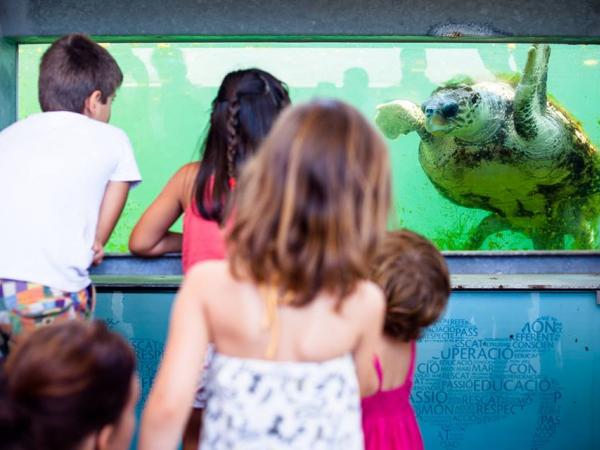 Emergència, un niu de tortuga marina
