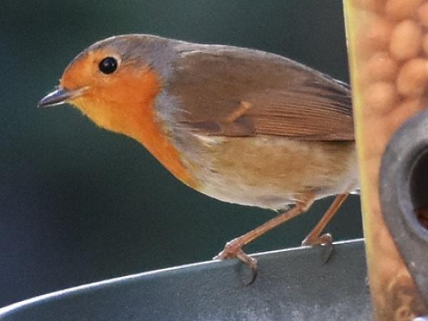 Jugateca: el conte dels ocells. Fem menjadores al parc