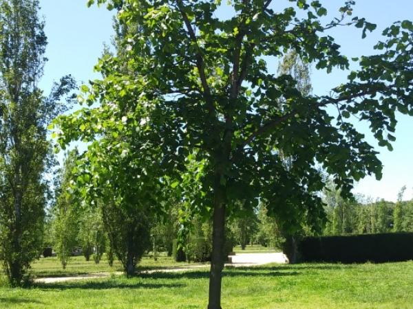 Jugateca del Parc del Riu: L'últim gran arbre