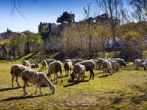 Setmana de la Natura: Taller d'aprofitament de la llana