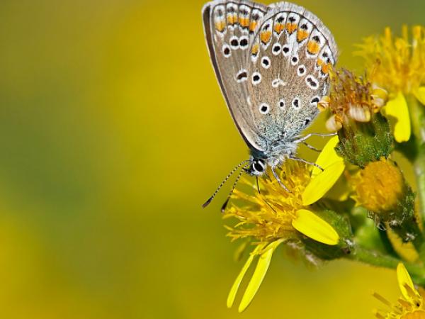 jugateca: BIOBLITZ METROPOLITÀ