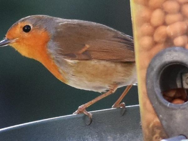 Jugateca a la platja: dia mundial dels ocells