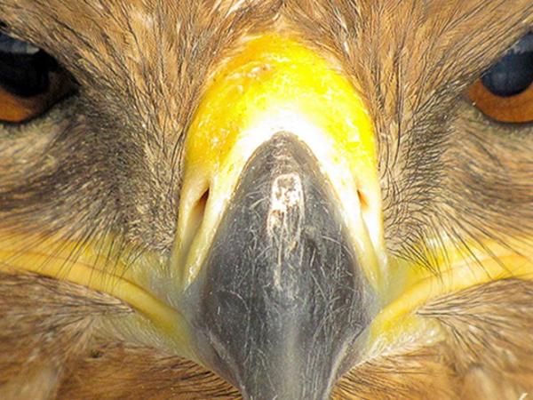 Xerrada: Rapinyaires i humans. D’enemics a aliats