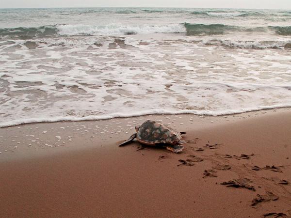 Hem trobat un niu de tortuga