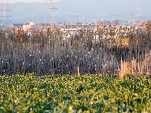 Sortida de camp d’identificació d’ocells als ajocadors