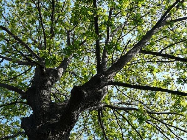 Jugateca: L'últim arbre