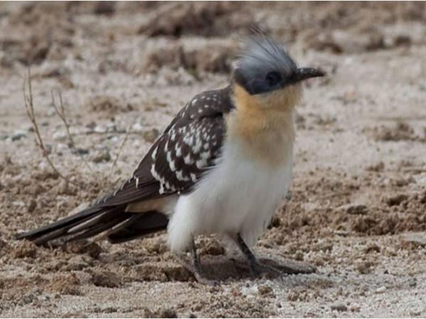 LES AUS AL PAS PRENUPCIAL