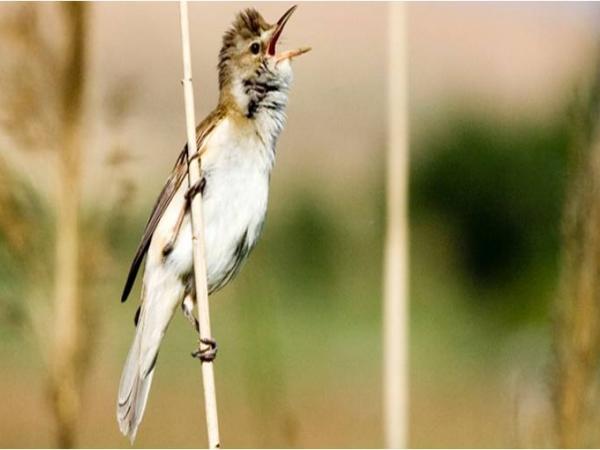 Les aus reproductores i el seu cant