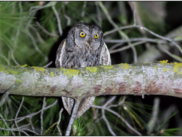 Sortida ornitològica crepuscular