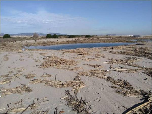 Netegem les platges de ca l’Arana i Carrabiners-Semàfor