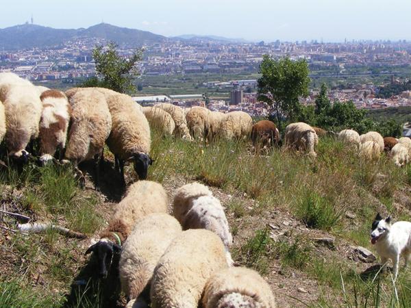 cartell anem a pasturar-1.jpg