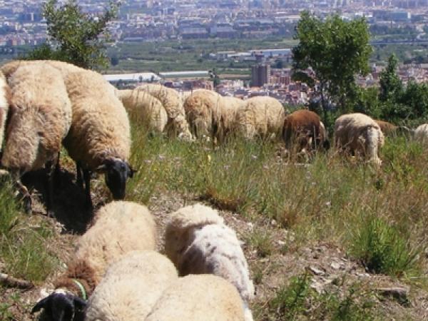 cartell anem a pasturar-1_1.jpg