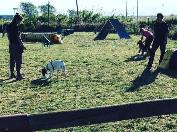 Educació canina bàsica: Teoria i pràctica