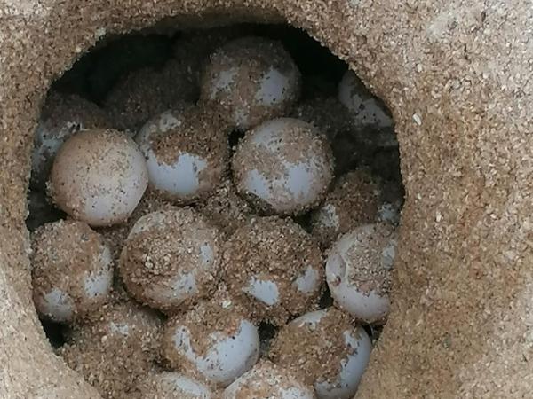 HEM TROBAT UNNIU DE TORTUGA 