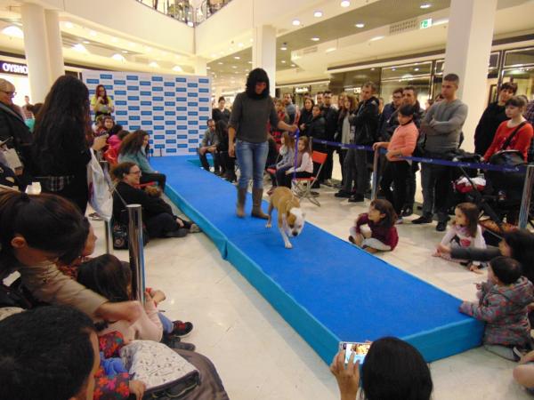 Gossos busquen casa.jpg