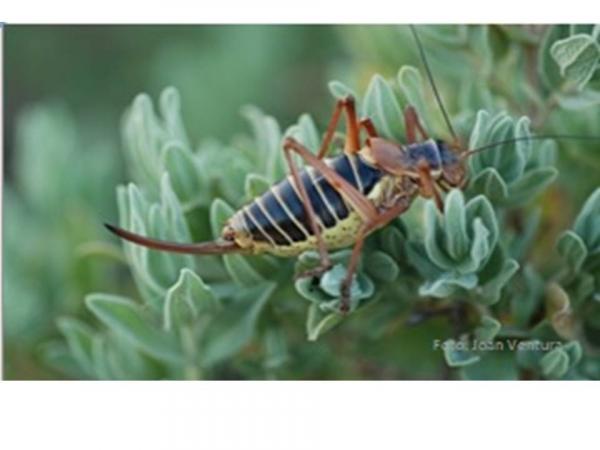 Dia dels grills i els saltamartins