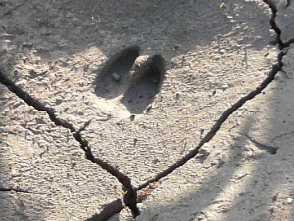 Jugateca: La fauna secreta del parc i taller de petjades