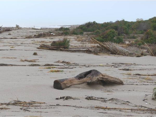 Netegem la platja del Remolar 