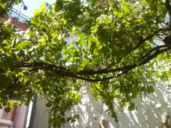 la vinya dels desitjos.jpg