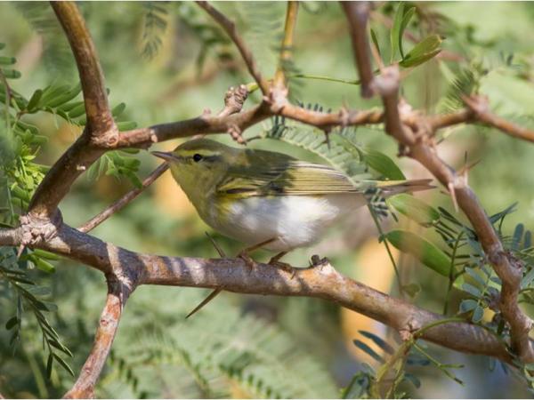 Sortida d’identificació d’aus a l’Olla del Rei