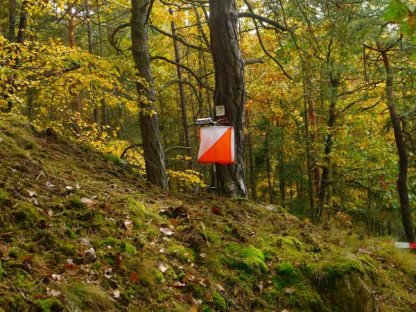 Senyal de cursa d'orientació al bosc