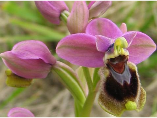 Coneguem les orquídies del Delta