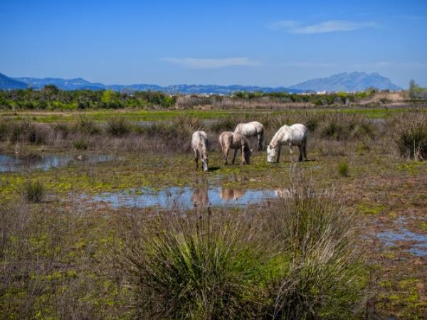 VISITA GUIADA ALS ESPAIS NATURALS DEL RIU