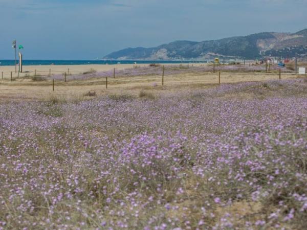 JUGATECAMBIENTAL - Dia de les papallones. Les papallones dunars