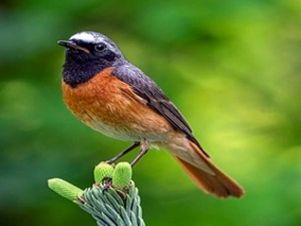 Observació d’ocells en pas migratori de tardor