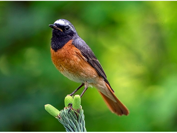 Observació d’ocells en pas migratori de tardor