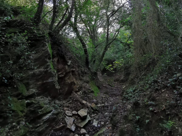 Sortida guiada: Riera de Can Carreres, un hàbitat únic al municipi