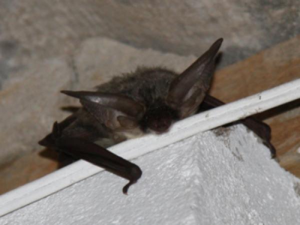 Ratpenat Museu Gava 600x300.jpg