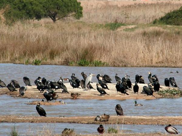 Els invasors del delta