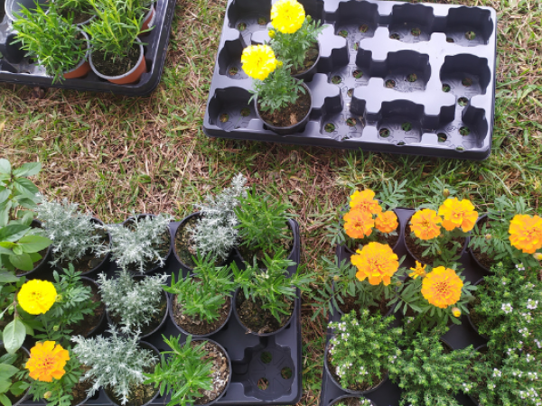 Sembra de plantes aromàtiques amb l'IFE