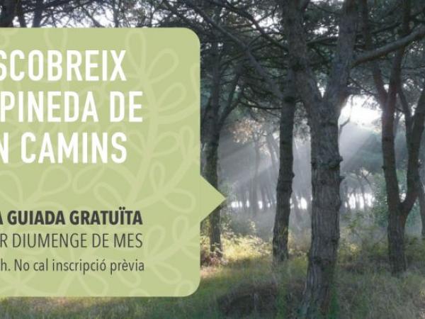 Visita guiada a la Pineda de Can Camins