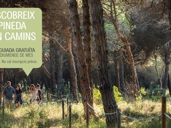 Visita guiada a la Pineda de Can Camins