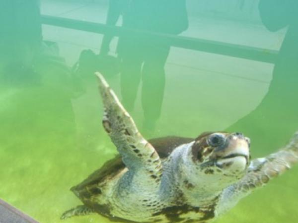 Passejada de descoberta