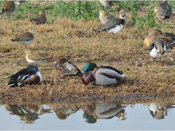 VisitaGuiadaEspaisNaturalsRiu_Jornada de descoberta_Espais Naturals Delta del Llobregat