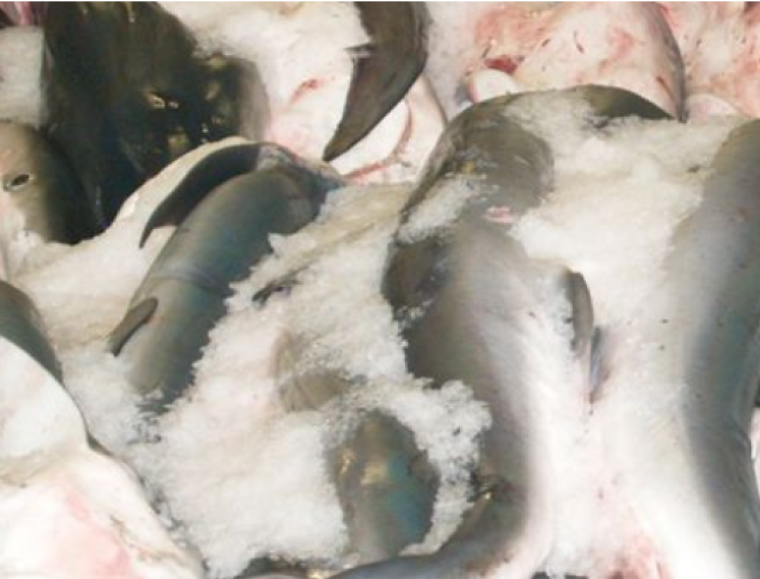 Pesca mundial taurons.jpg