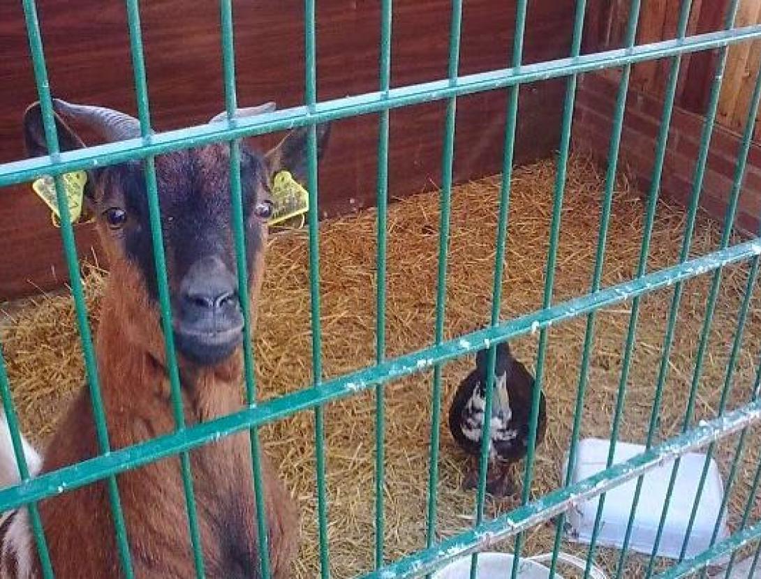 Hipica Viladecans 2.jpg