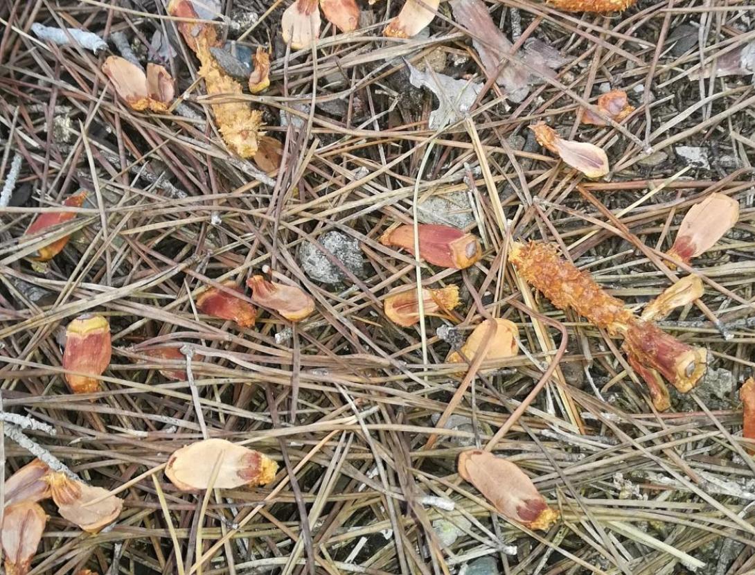 Fauna secreta del bosc