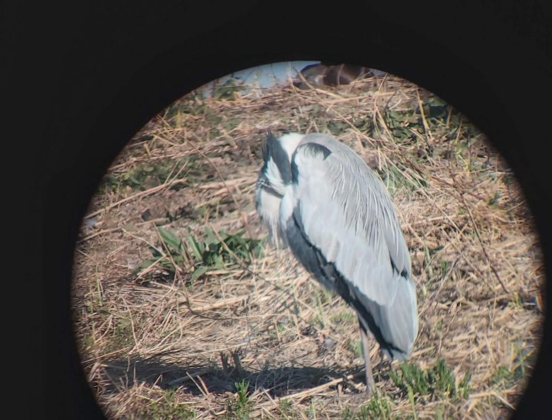 Investiguem el Remolar