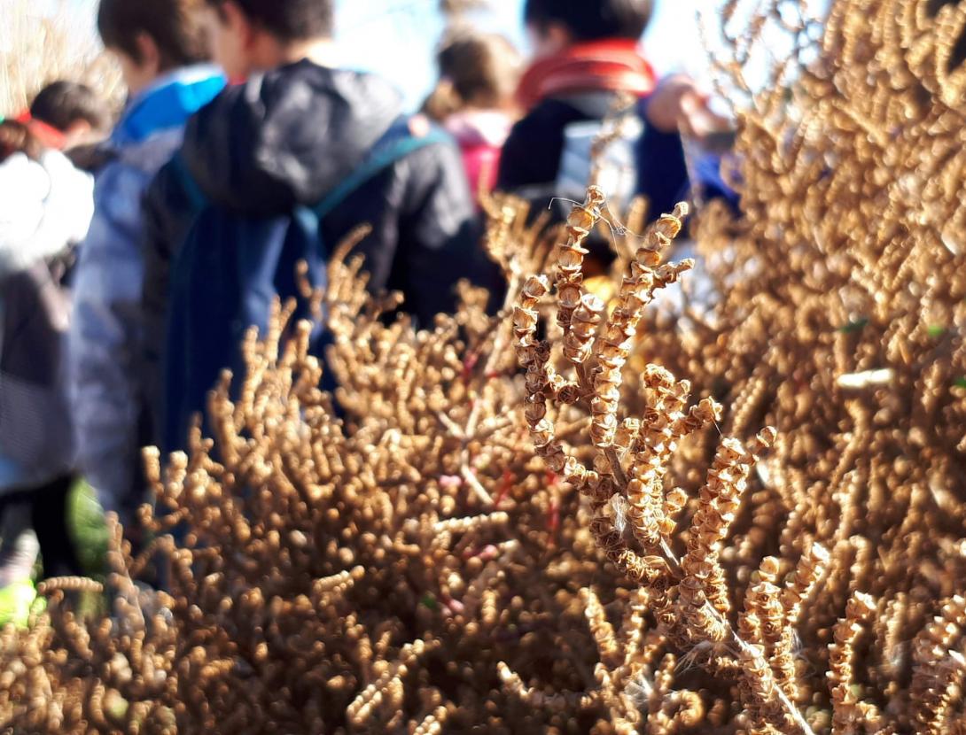 Els estanys litorals