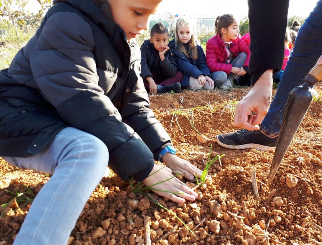 Arrels, fulles, fruits...quin menjar!