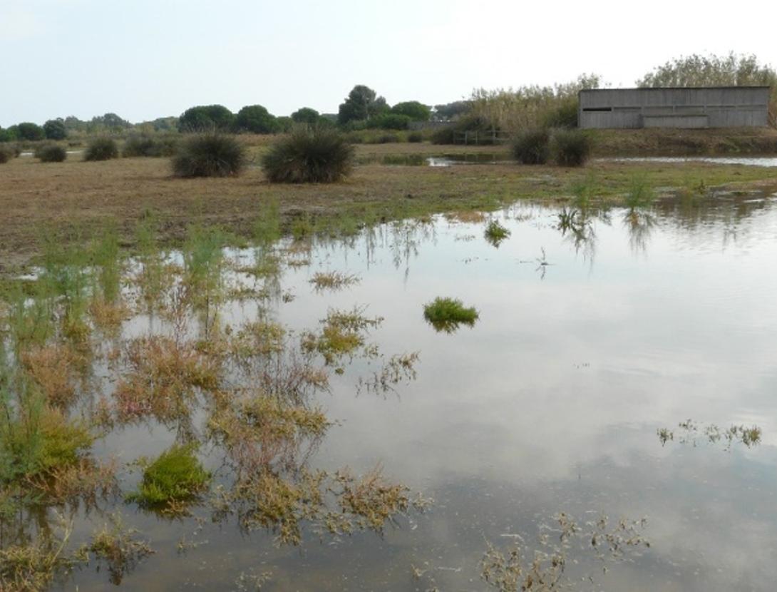 DIA MUNDIAL DE LES ZONES HUMIDES A L’ESPAI NATURAL DEL REMOLAR - FILIPINES