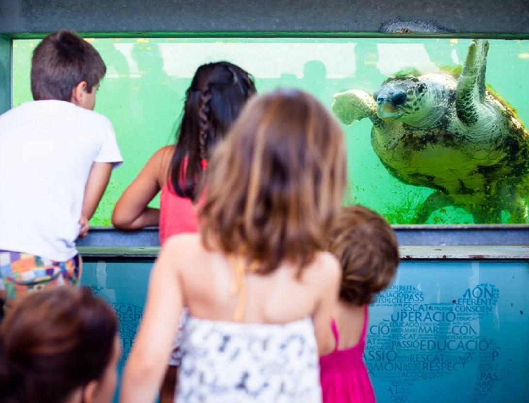 Emergència, un niu de tortuga marina