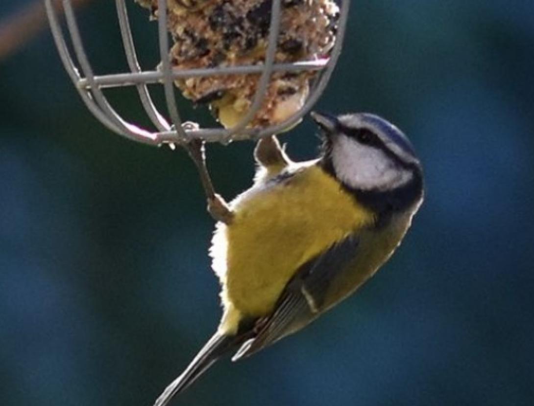 Jugateca: Cens d'aus