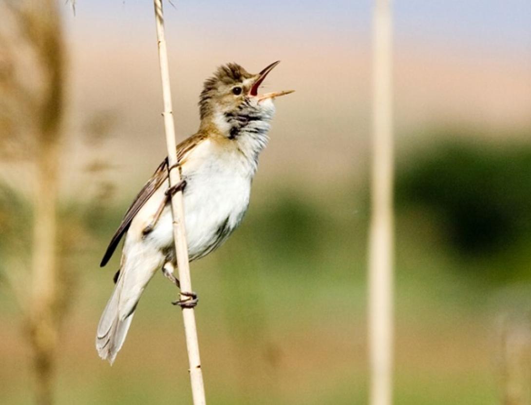 Les aus reproductores i el seu cant