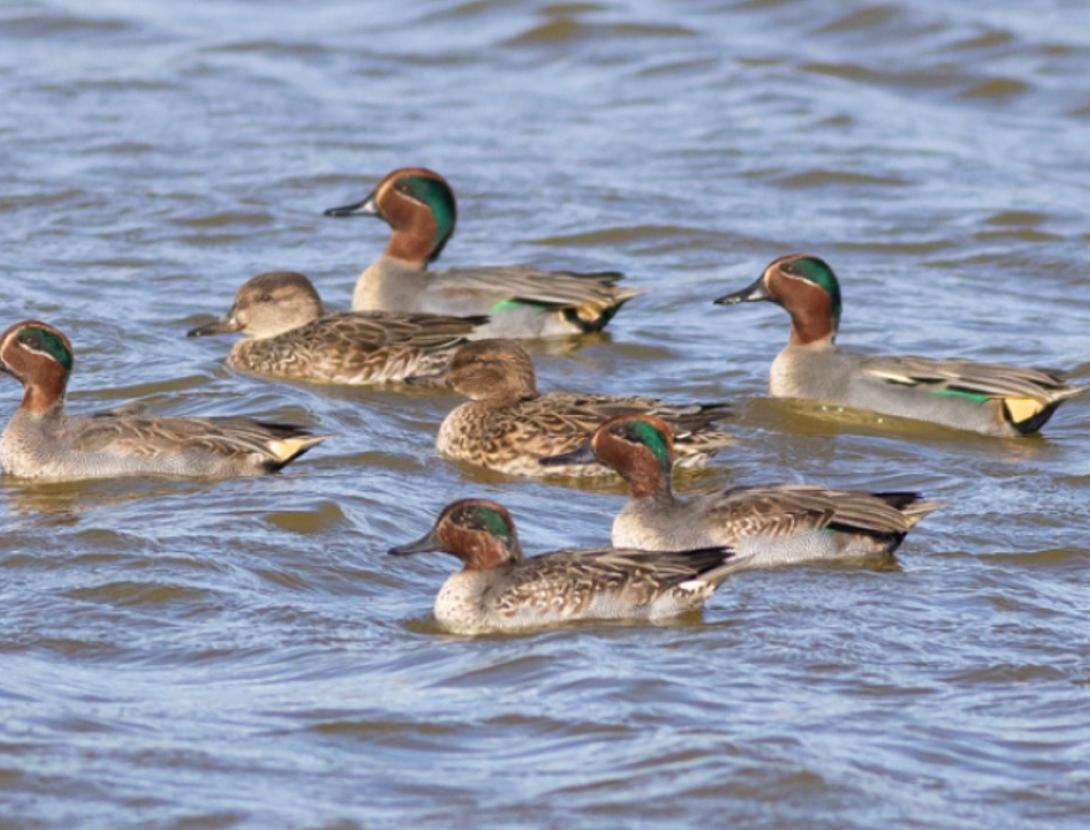Identificació d’ocells aquàtics hivernants